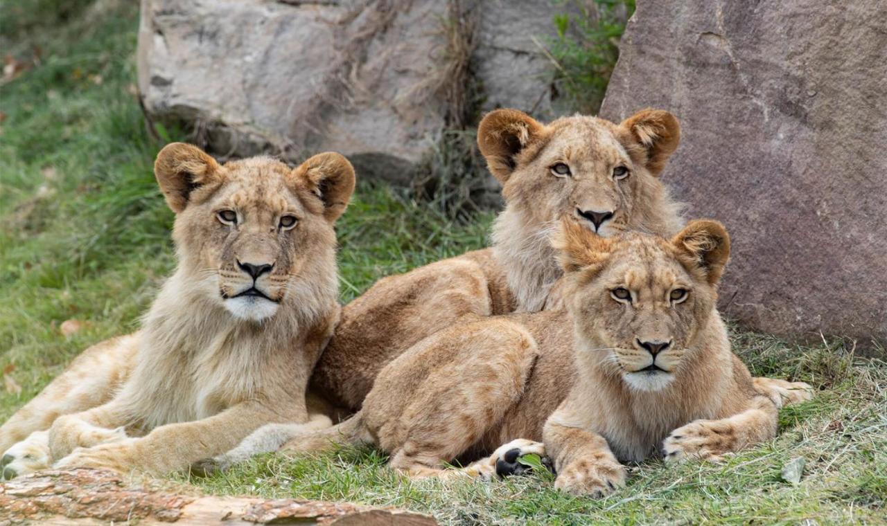 סנט-איגנן Le Chant Des Oiseaux, 3Km Du Zoo De Beauval, Parking Gratuit ,Wifi Et Netflix Gratuits מראה חיצוני תמונה